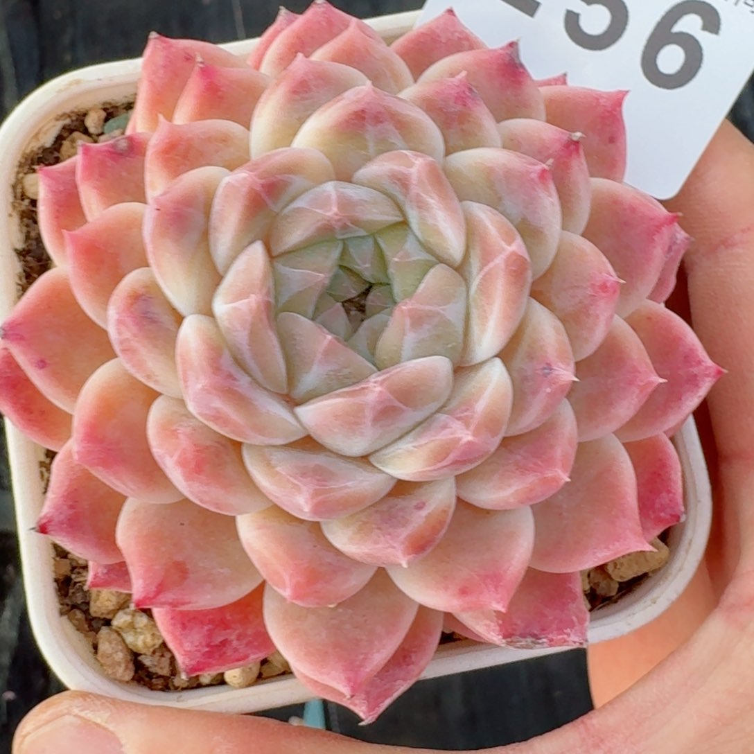 冰魄母本         精品多肉