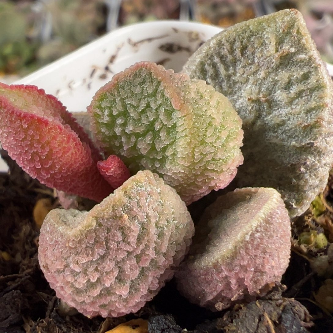 实生新品大苗多肉植物水泡