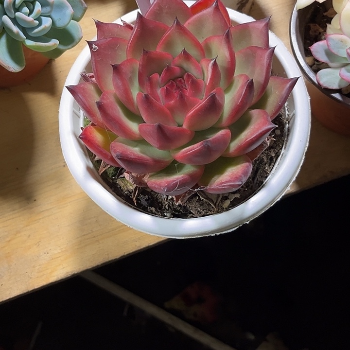 周***周000000000000000228