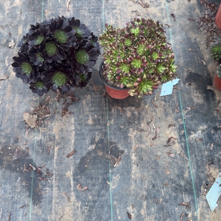 一单包邮不包侧枝104