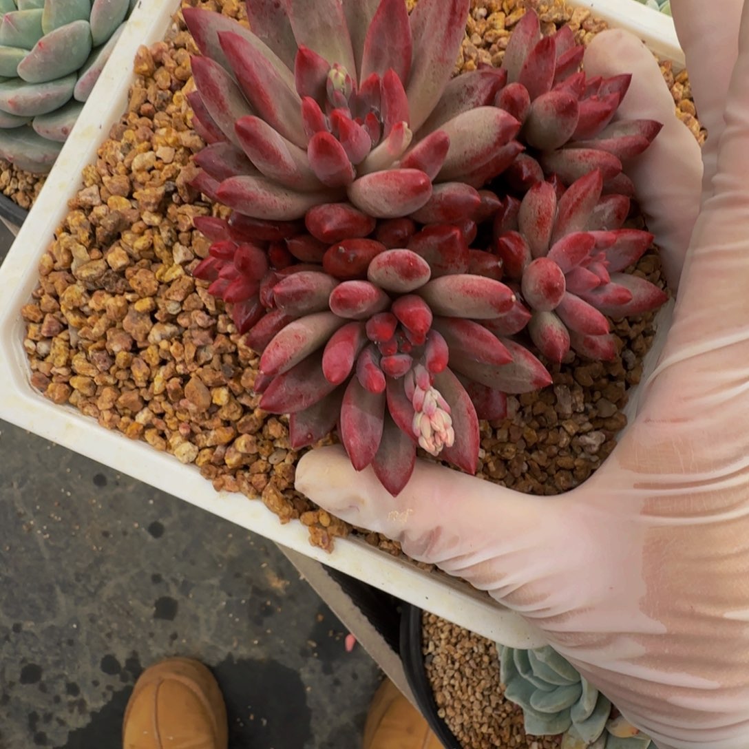 r r r r r r r r r r r r 10