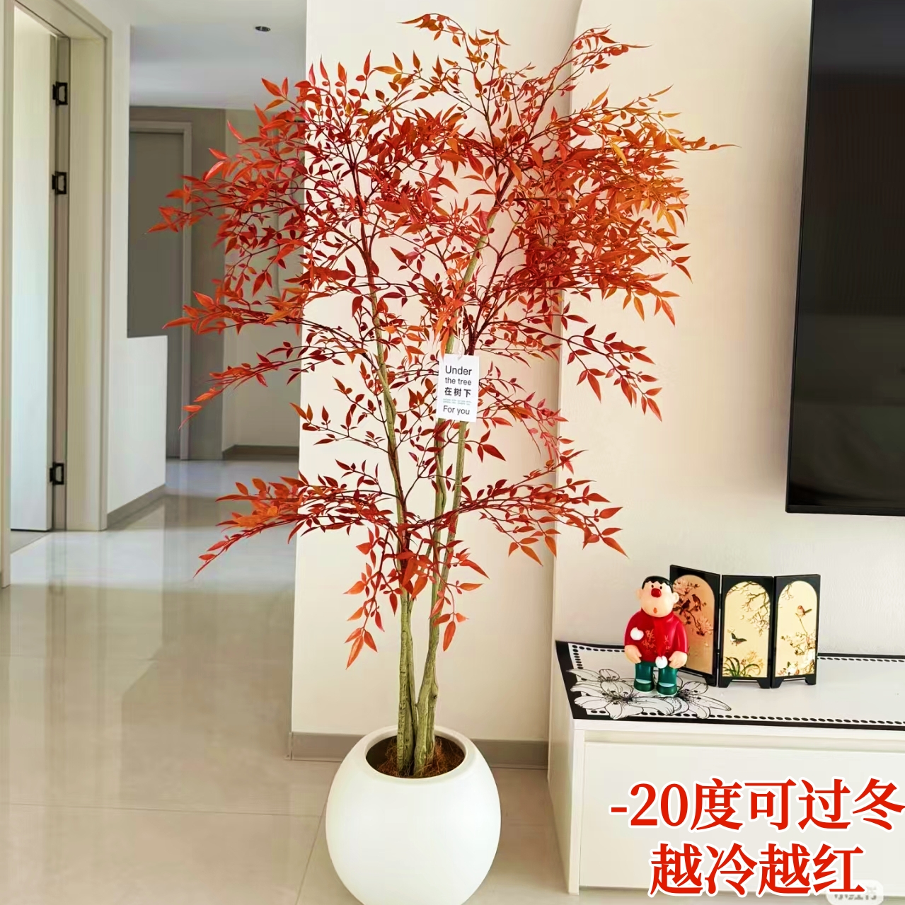 火焰南天竹老桩带根发货室内外耐寒绿植红叶观叶植物阳台庭院四季