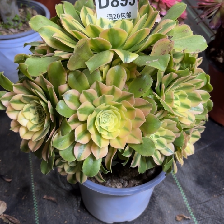 瑞妈一物一拍895