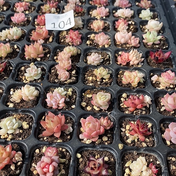 104 多肉植物盆栽花卉