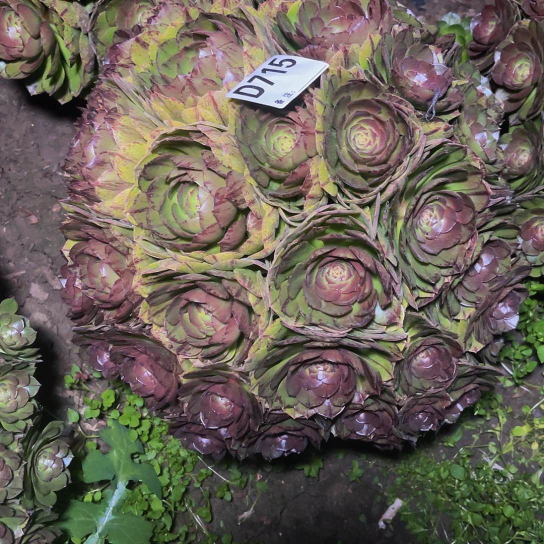 万拉丝14-6包邮法师