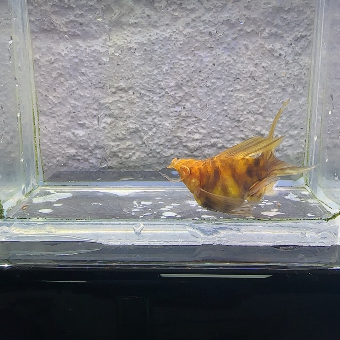 黑玛丽鱼可可大理石。95号