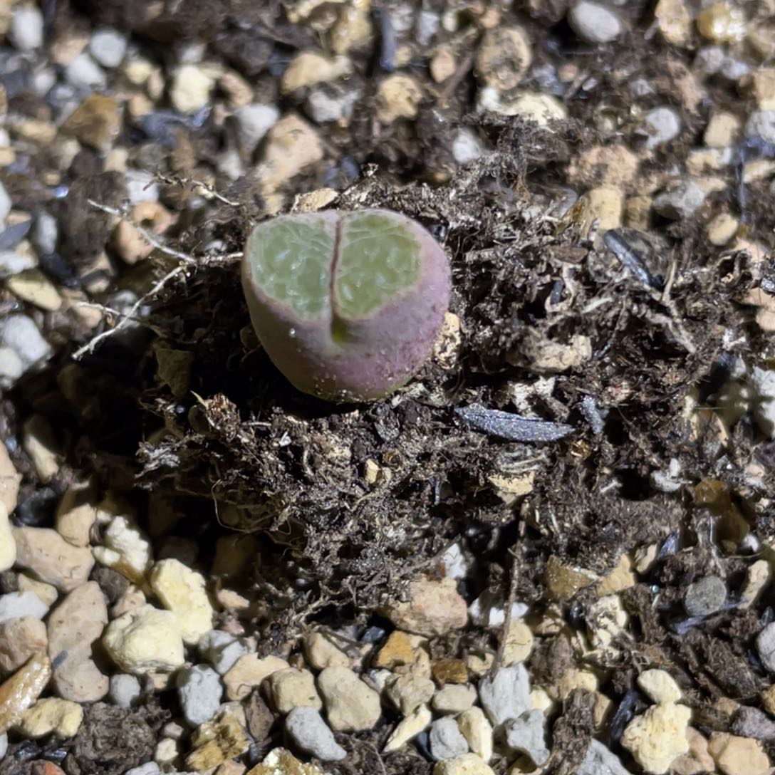 虎***叽骚粉佛肚植物一物一拍
