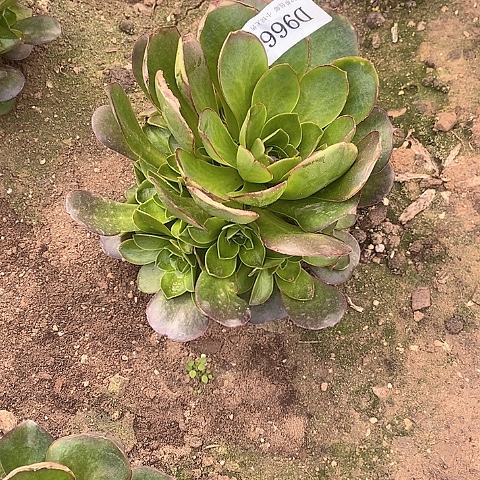 966魅金玫瑰多肉法师