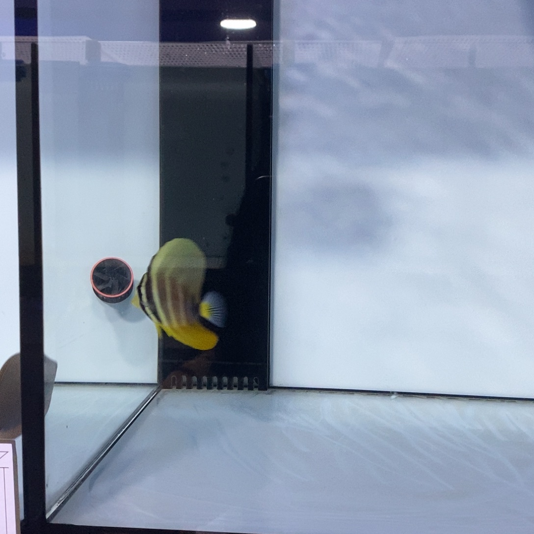 海水鱼大帆6-7、蓝眼食苔5-7、薰衣草8-10