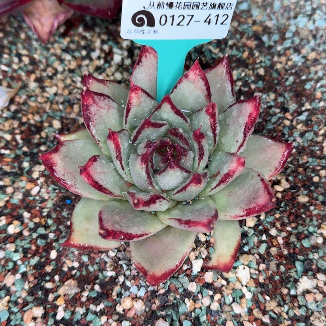 从前慢花园东云系0127-412