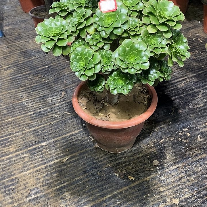 11，绿法师多肉法师多肉法师