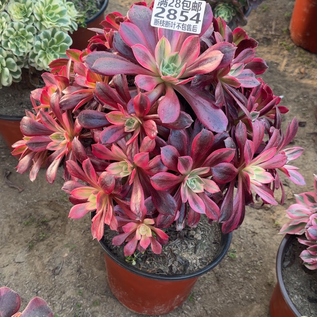 M. 2854婚纱多肉1，anmo