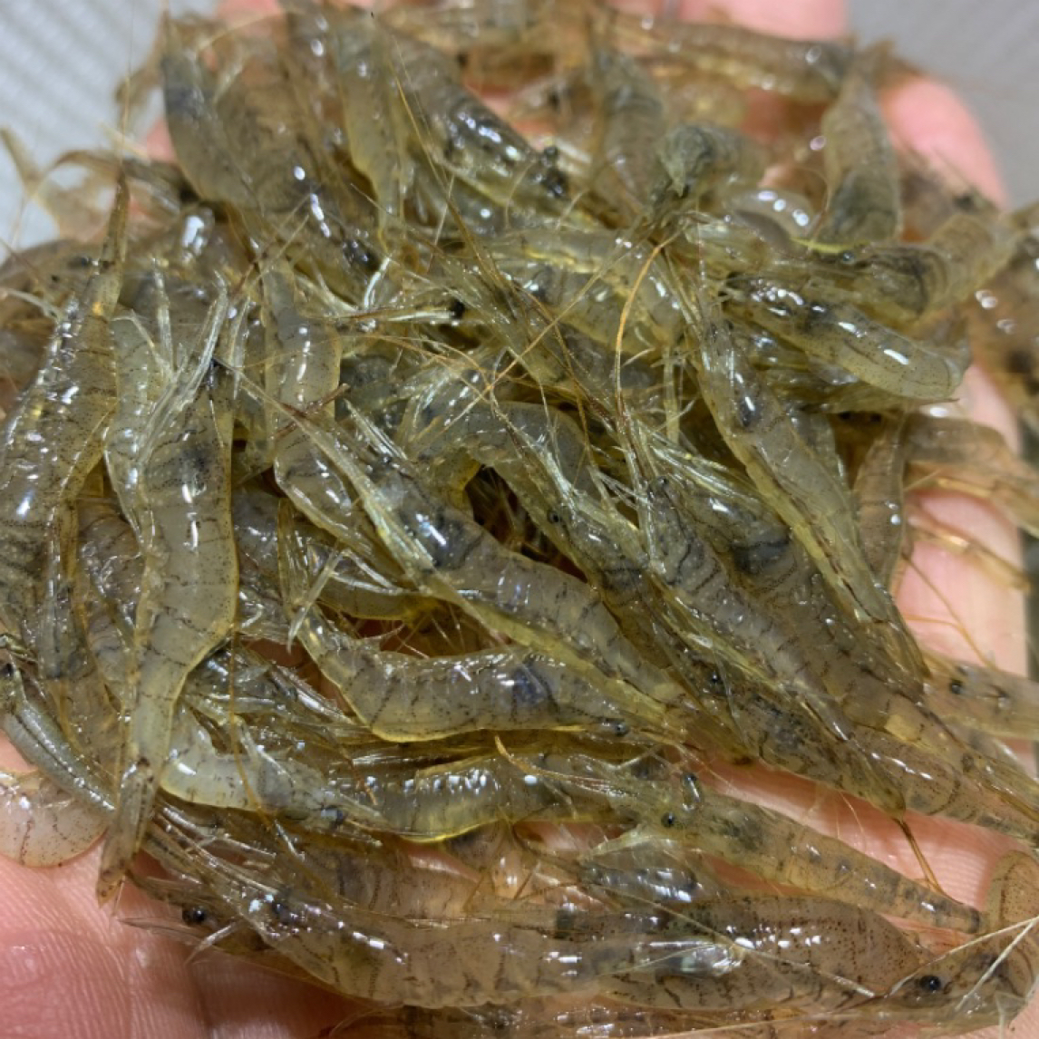 松花江冬捕冰下鱼开江鱼小河虾草虾