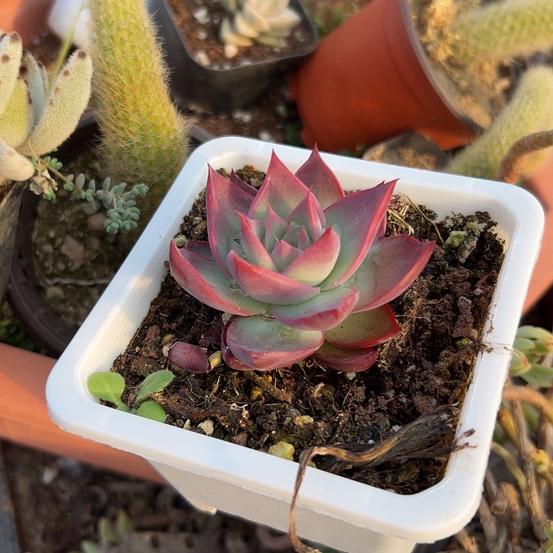 多肉植物惊鸿仙子