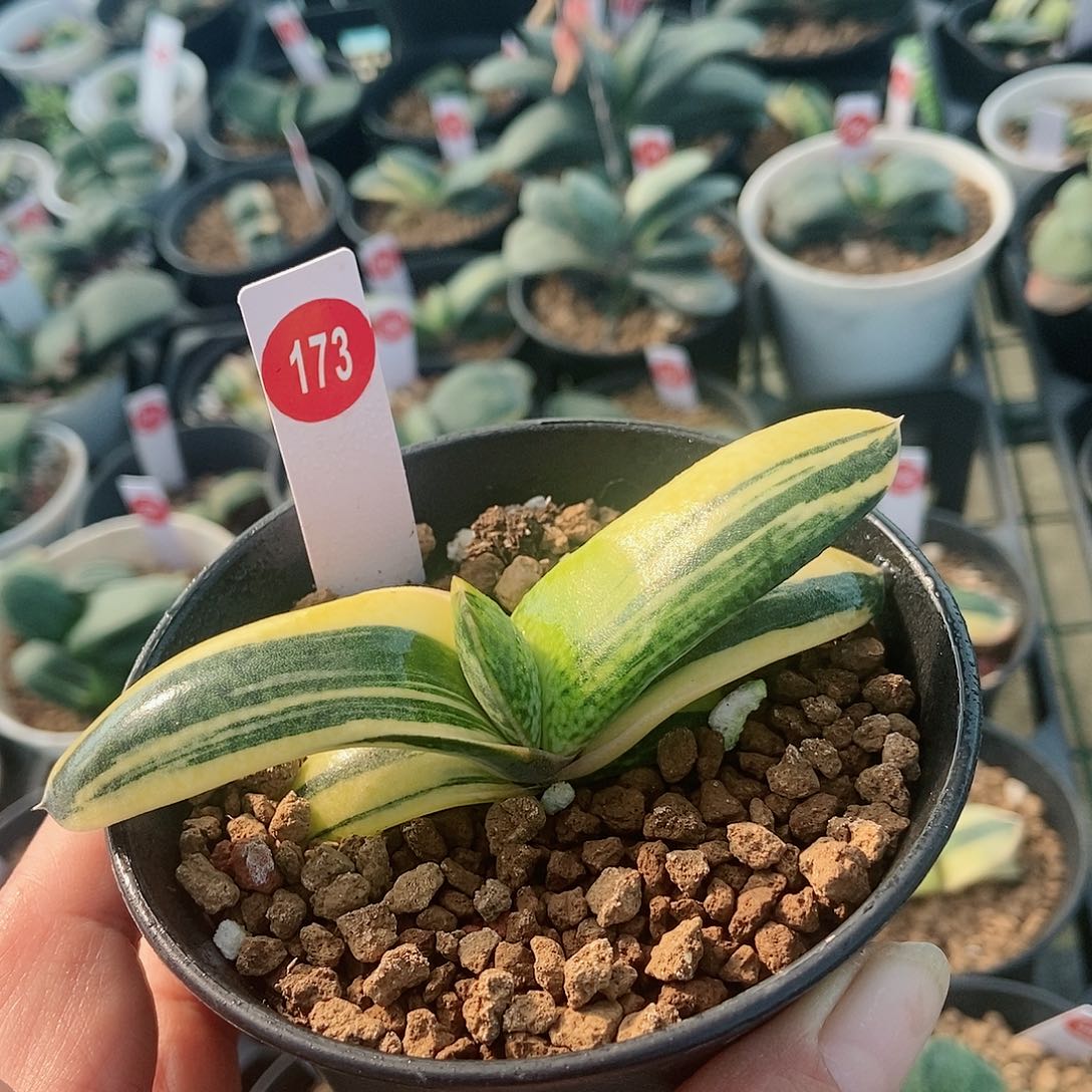 183卧牛实生锦带盆发货