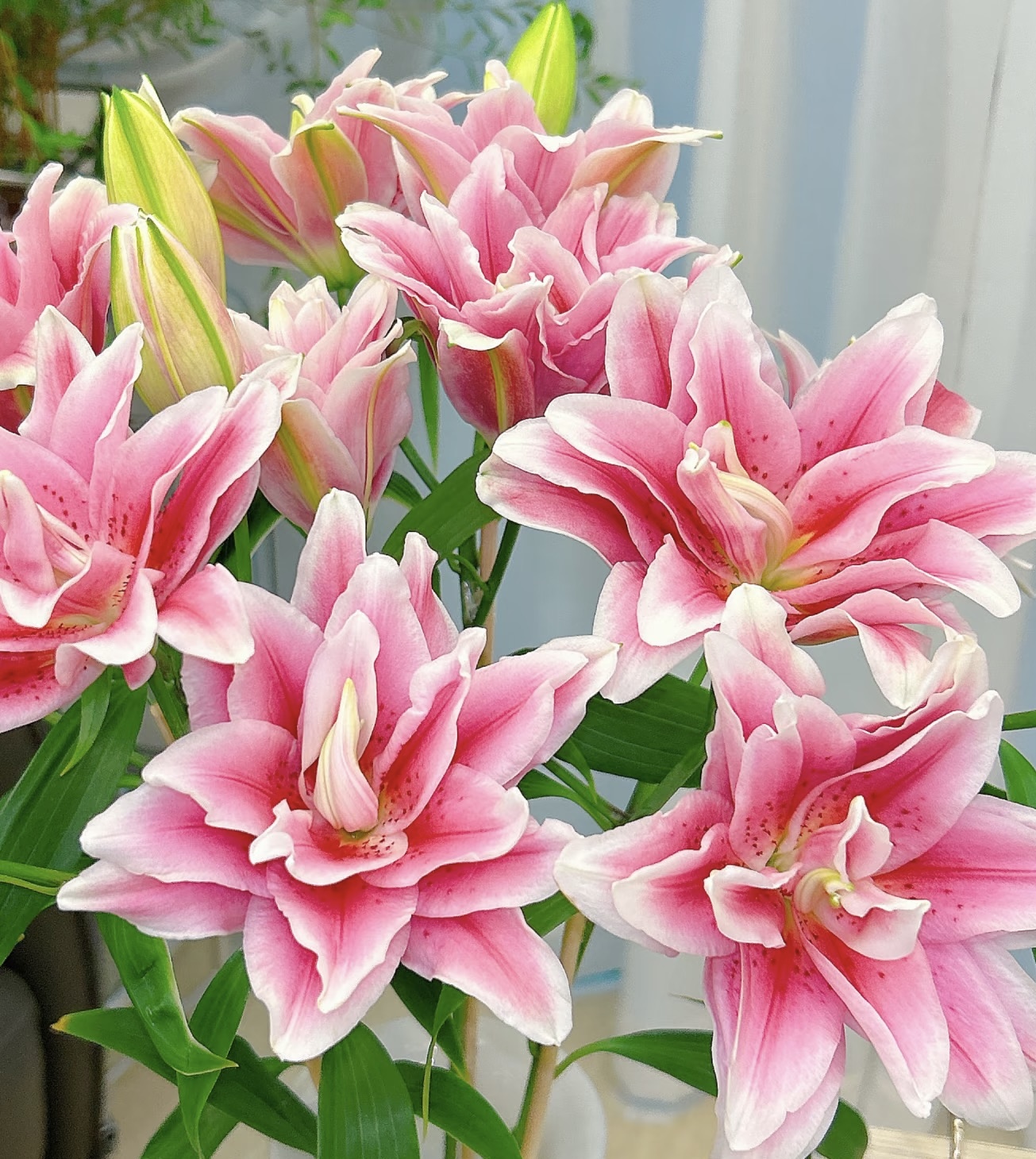 新品大红宝珠重瓣百合花鲜切花