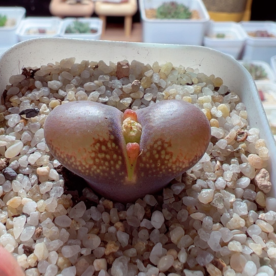 1212-683多肉多日翻窗2.6cm