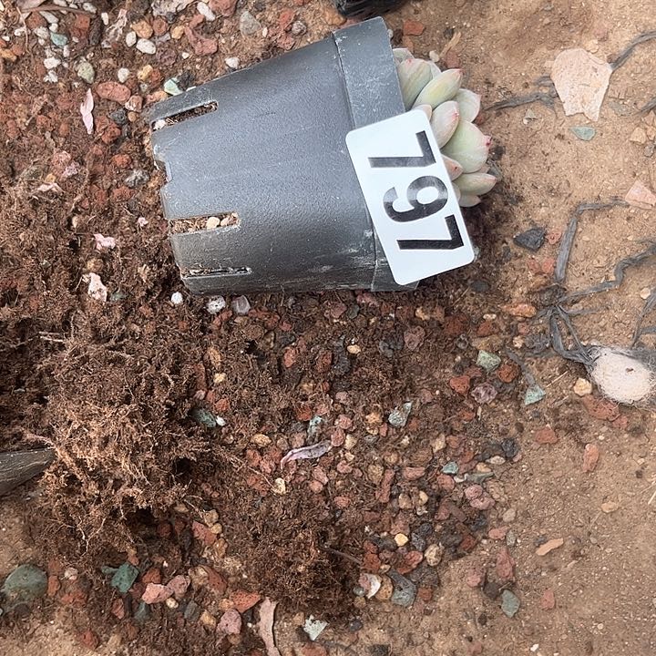 用****0多肉植物一物一拍