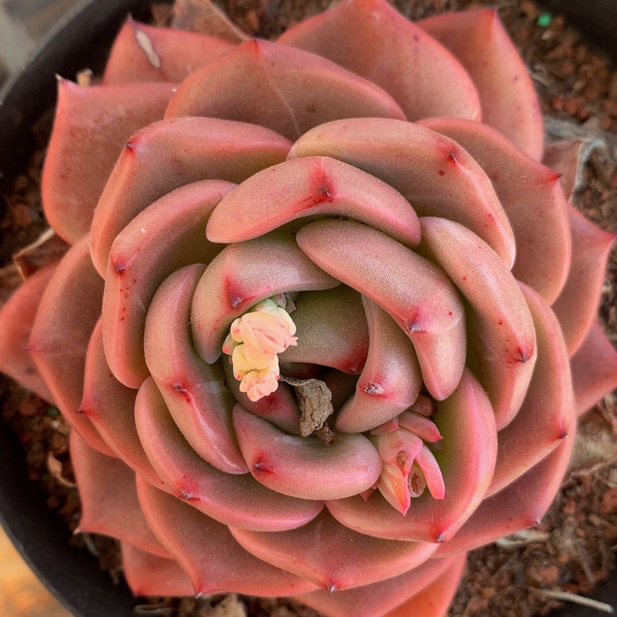 【闪购商品】云1259