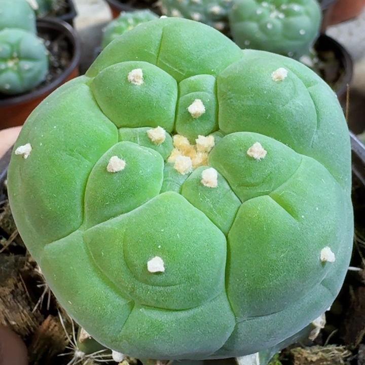 福利苗接大尤760