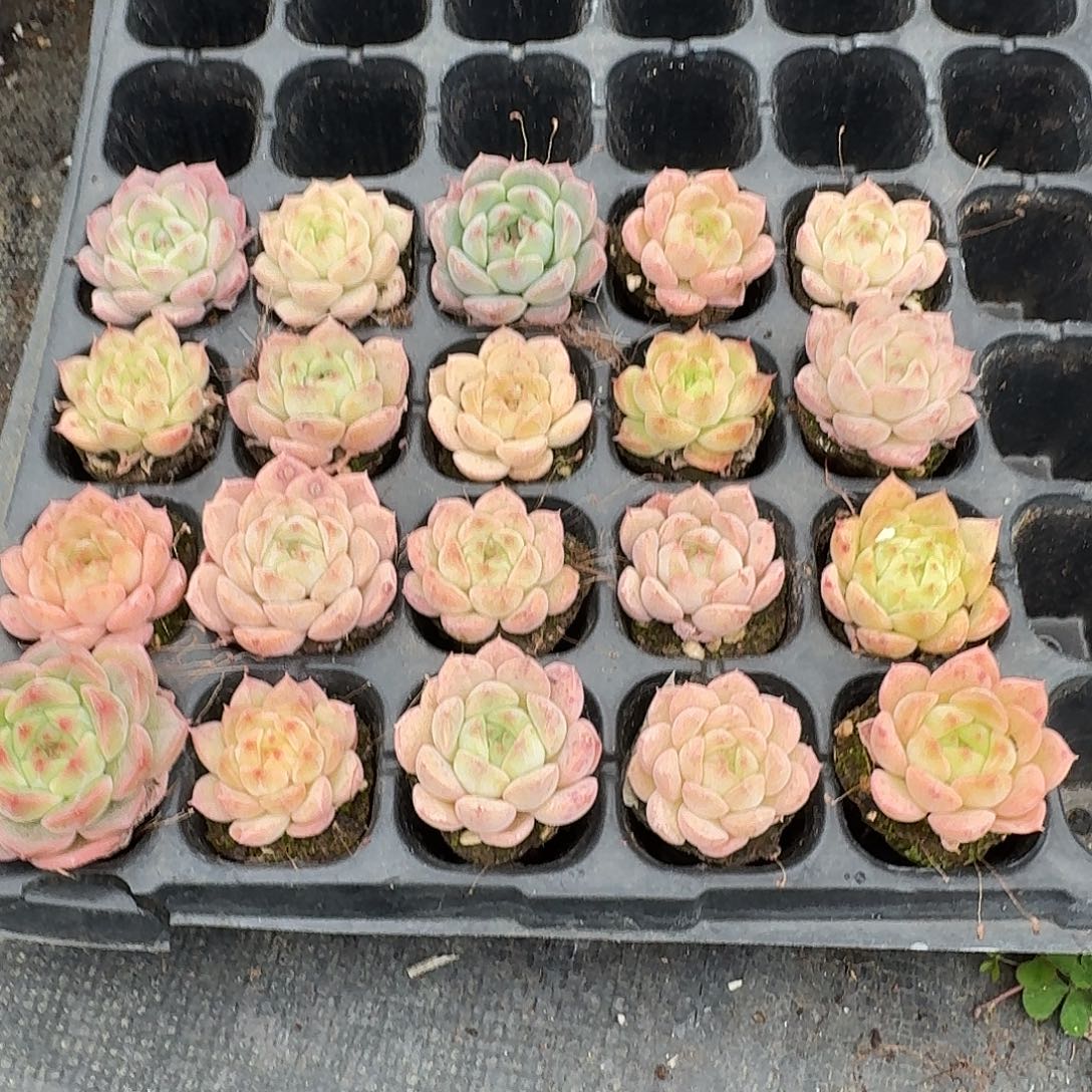 3-13美尼体包子二十颗量拍