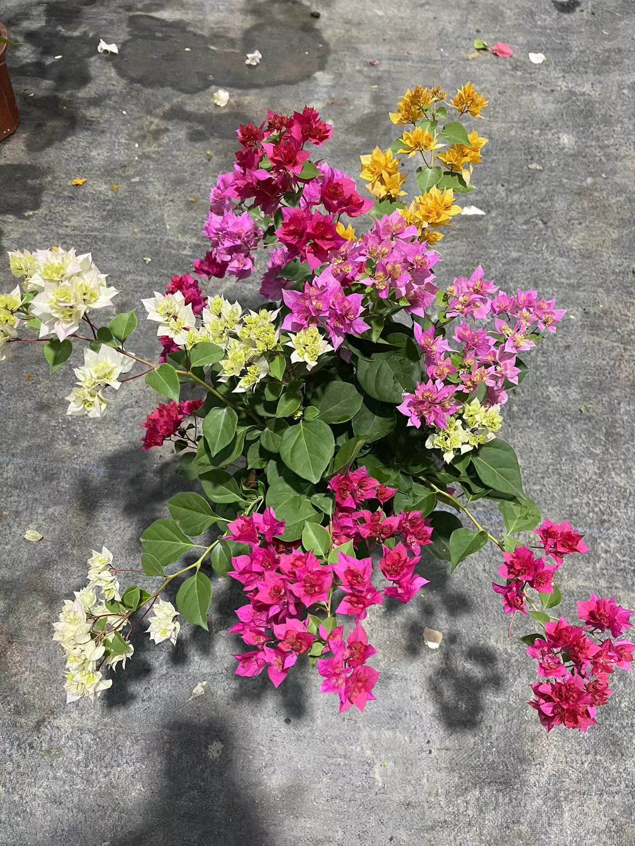 【重瓣四喜】三角梅 盆栽阳台美丽土壤移栽施肥晒太阳养殖养护盆栽 