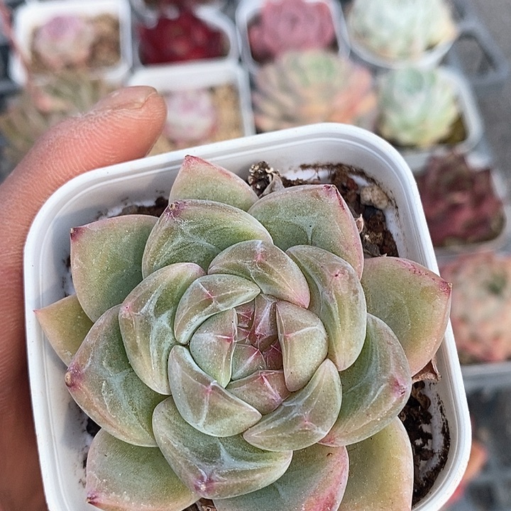 多肉植物一物一拍0148