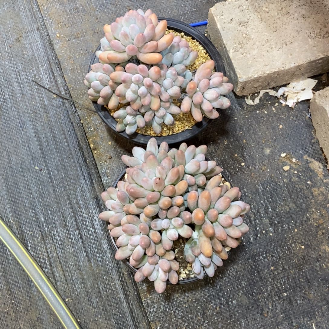 丽***丽要一个陶粒一起发货