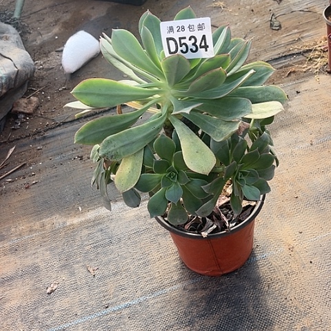 534粉仙桃不包断枝