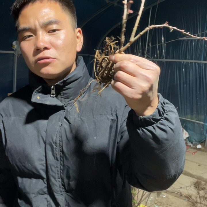 赤八重海棠花一颗苗