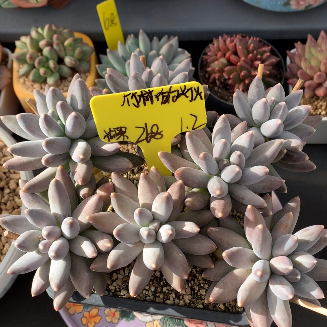 竹***火我们家的小姐姐们