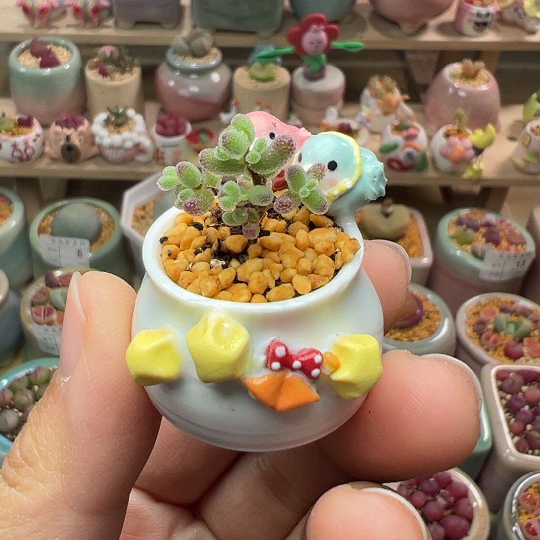 多肉植物53号拇指盆