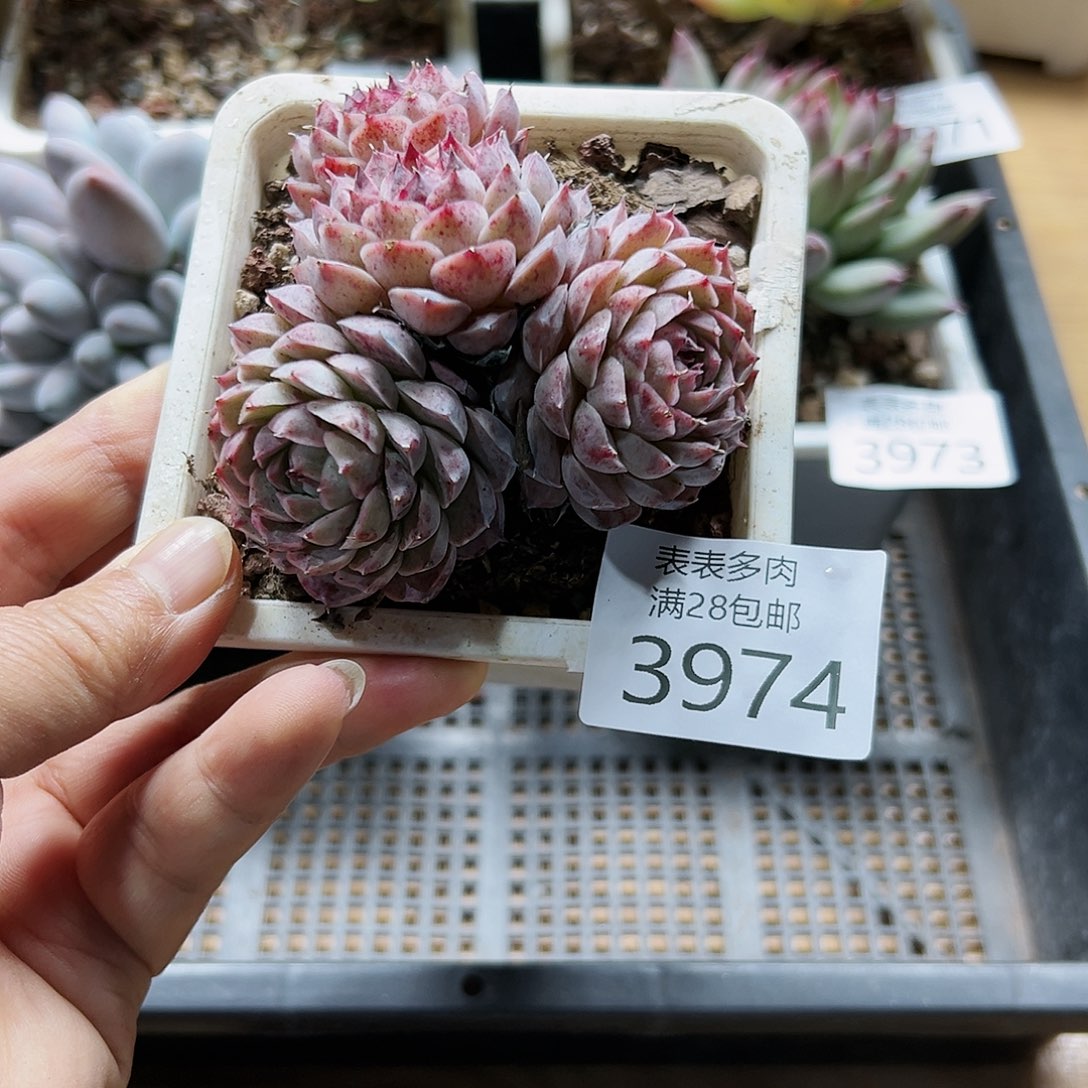 9号我们的确是一3974