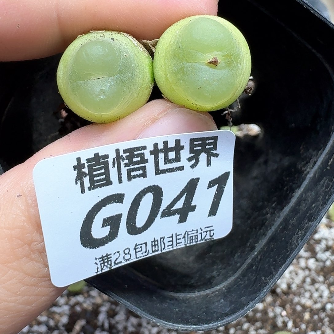 多肉植物的润泽fhh