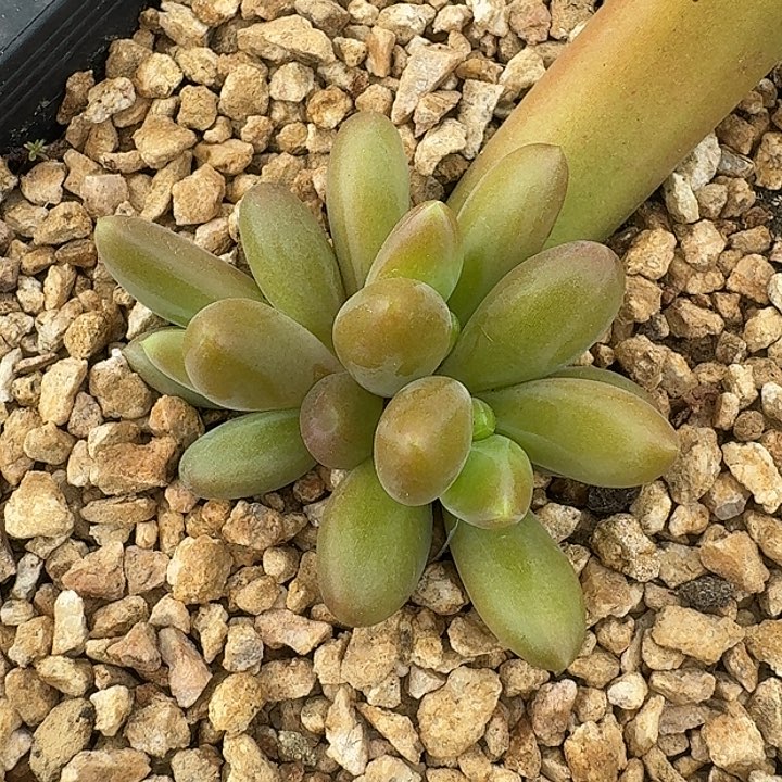 薯条188多肉植物