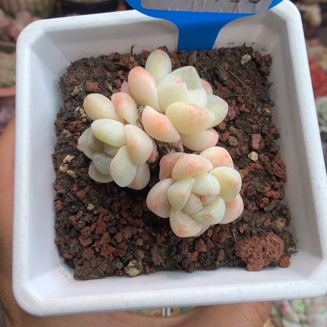 790冰玉多肉新年快乐