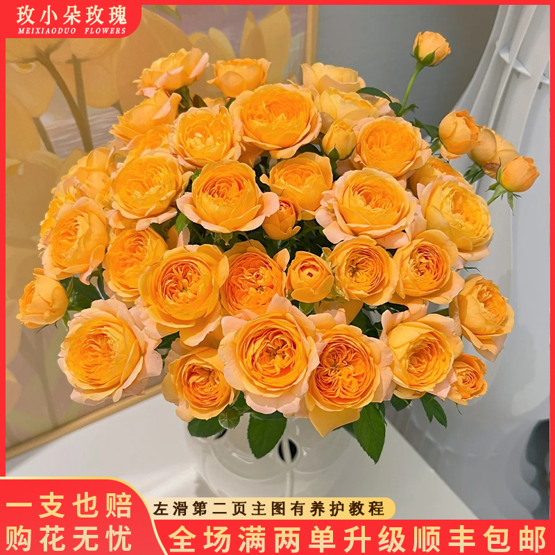 【北方玫小朵玫瑰&果汁阳台】花期持久 产地直发 