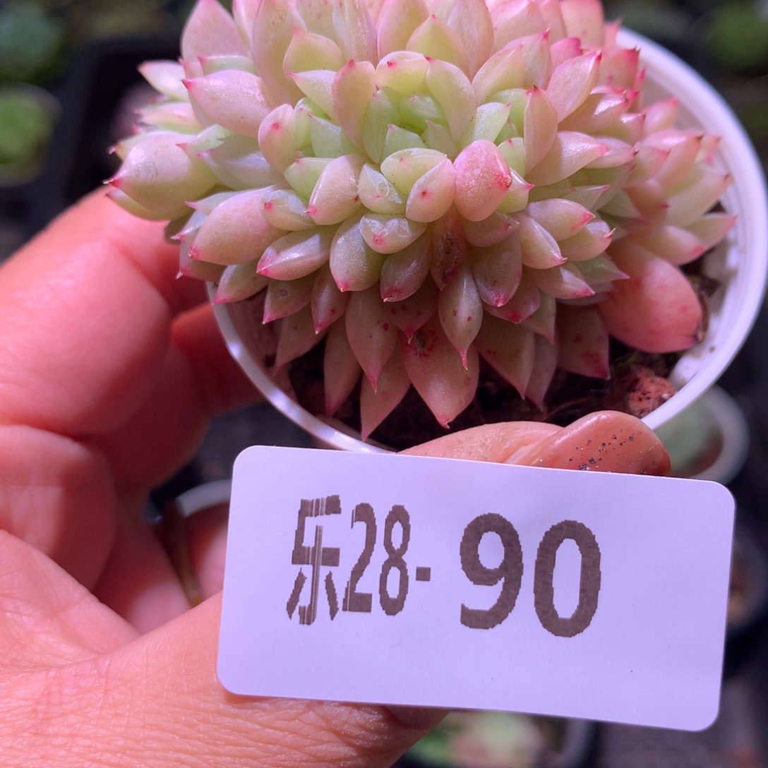 乐然28-90 新品缀化 