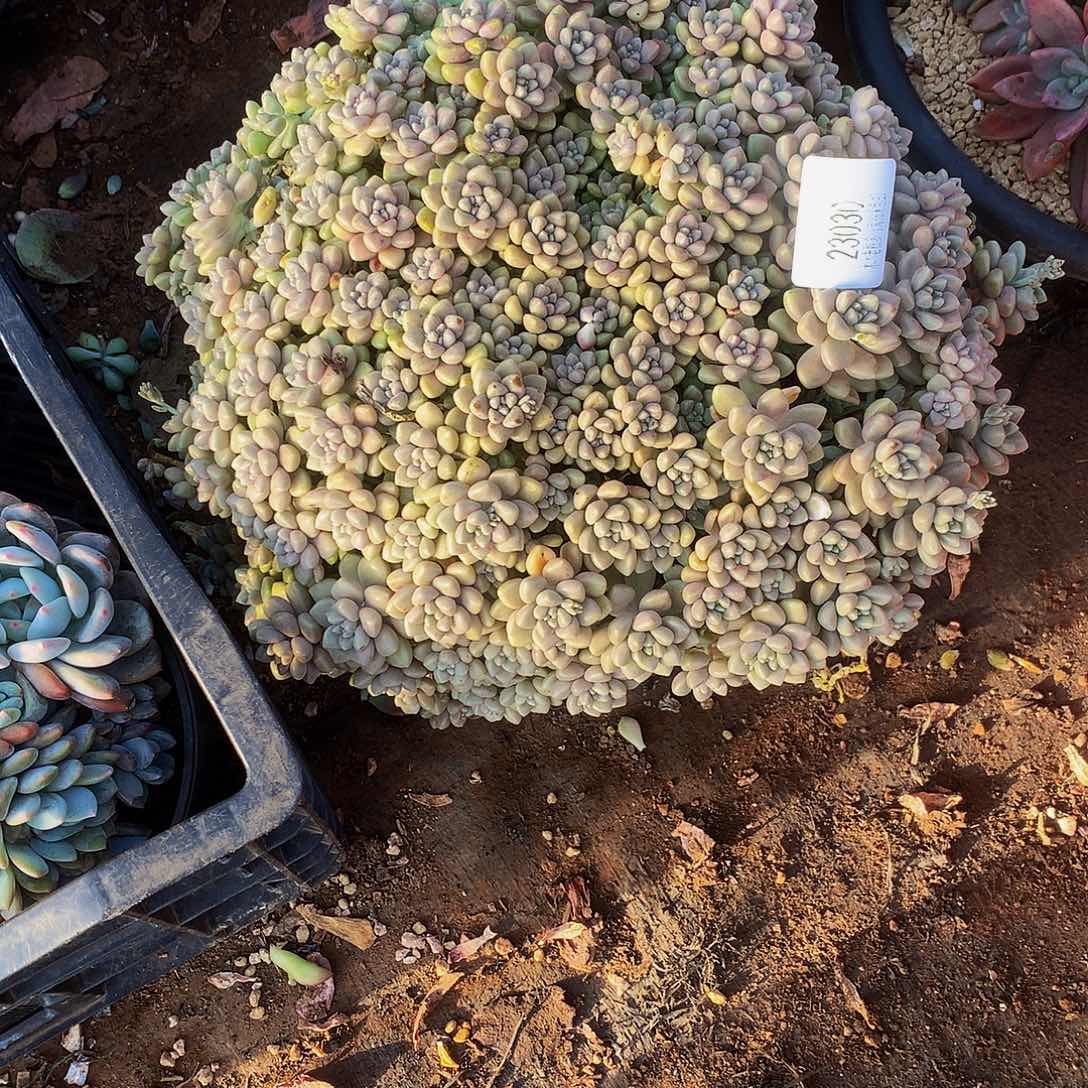 卡***林   丸叶姬秋丽多肉23030