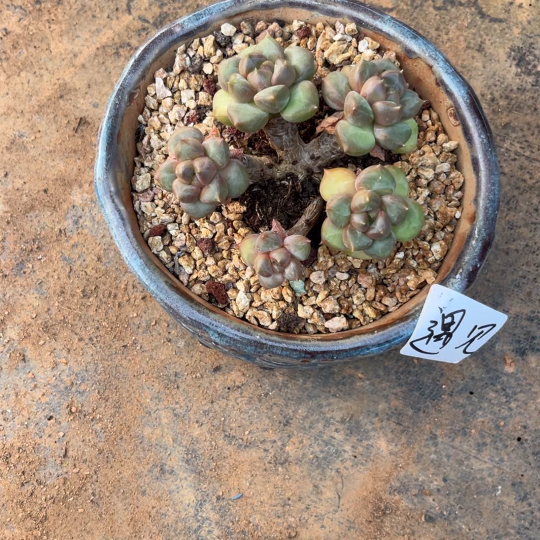 遇见专拍象牙咯桩多肉