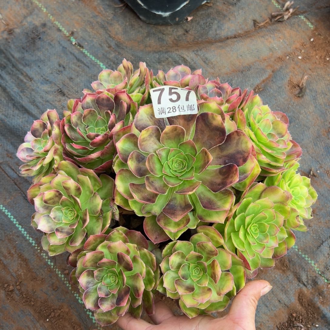 多肉植物757雨河的