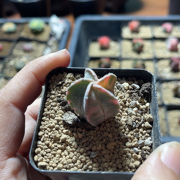 鸾凤玉锦仙人球专拍链接