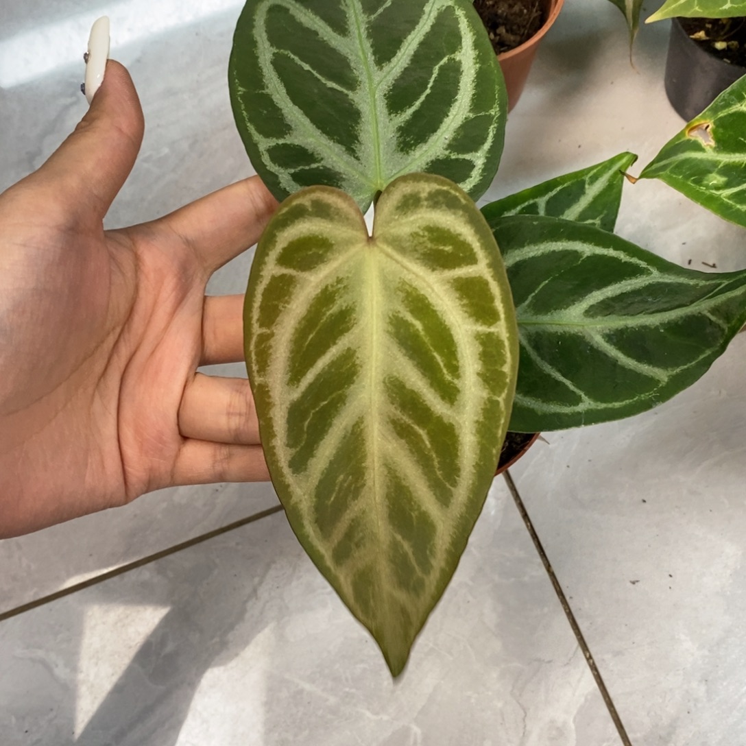 完全开放14 银豹（盾叶杂银刷子）