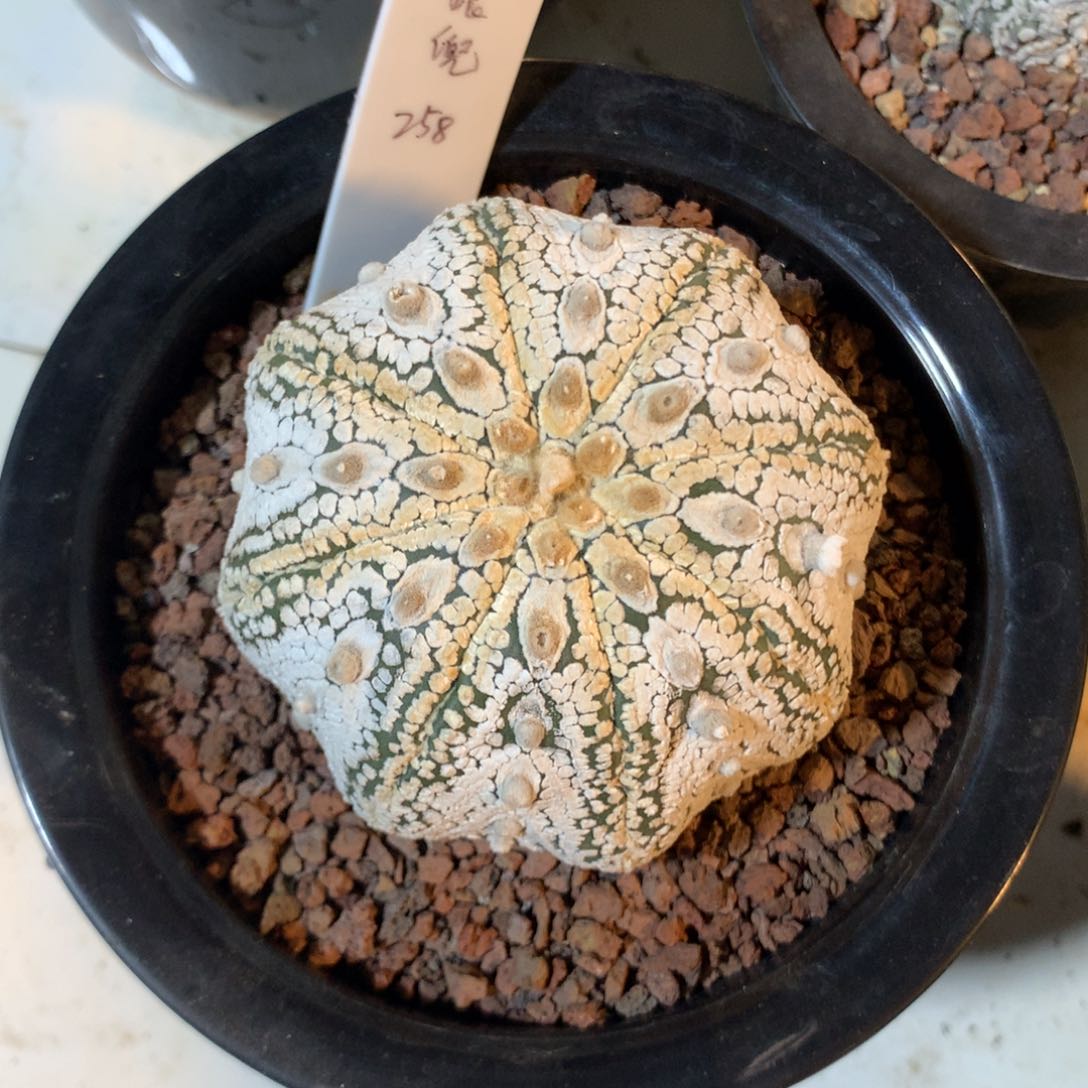 天眼兜实生一颗带盆