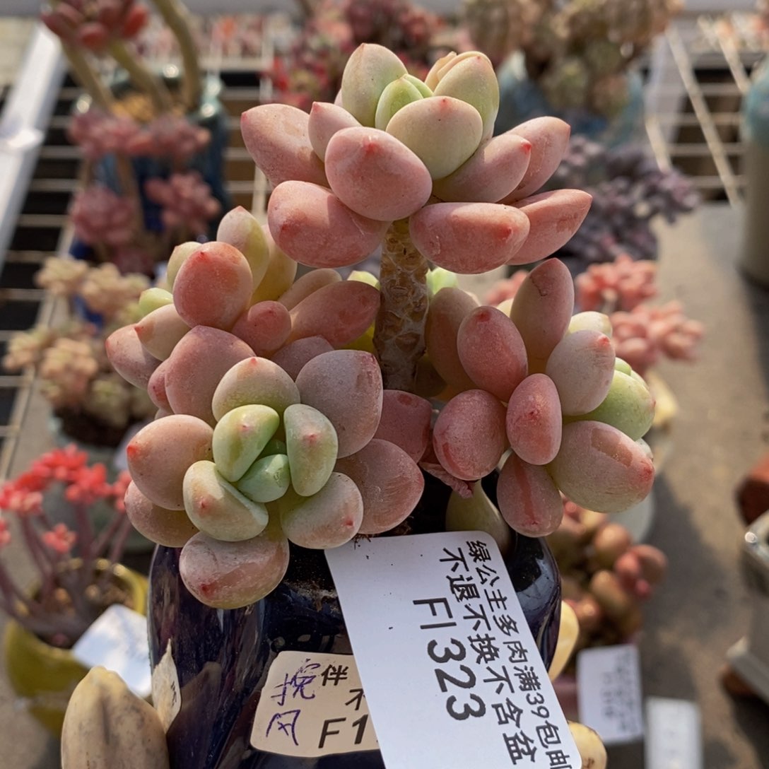 樱花洛神323/7c m