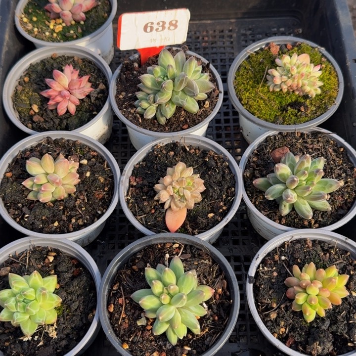 638多肉植物一物一拍