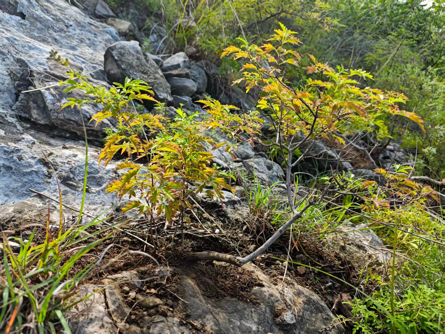 请勿拍差价太行绿植盆景5