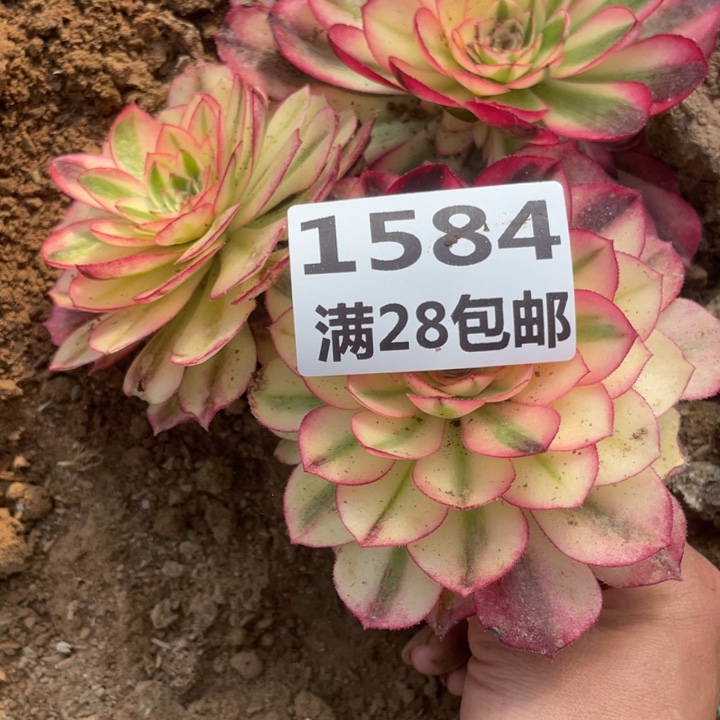 1584三个倾城二号棚F