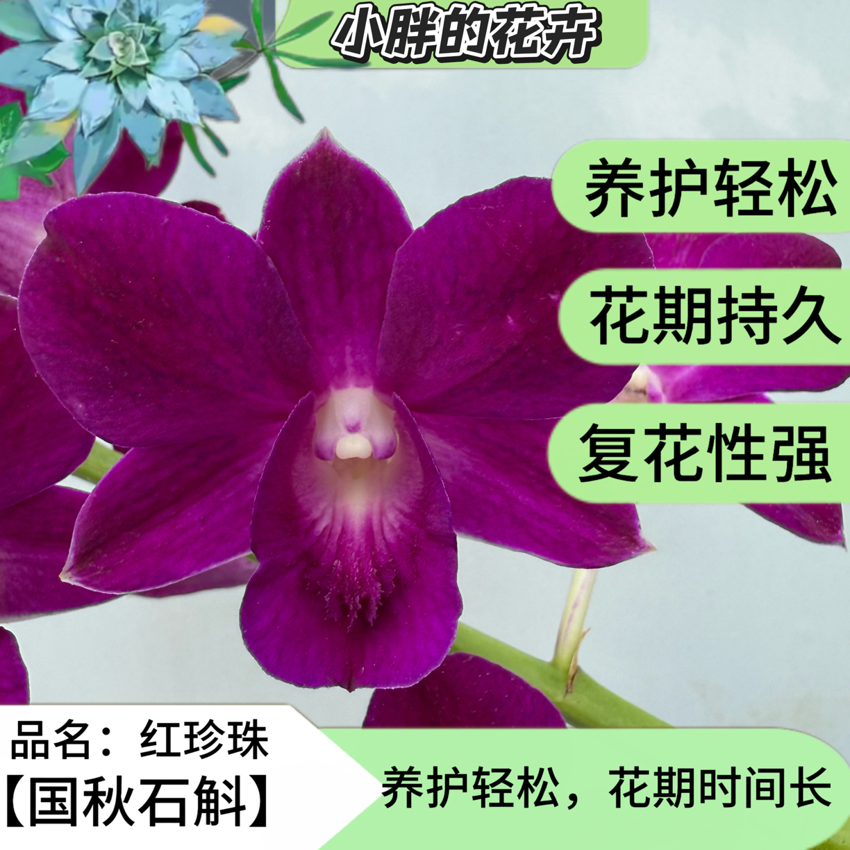 【小胖】石斛兰《红珍珠》冻伤不售后