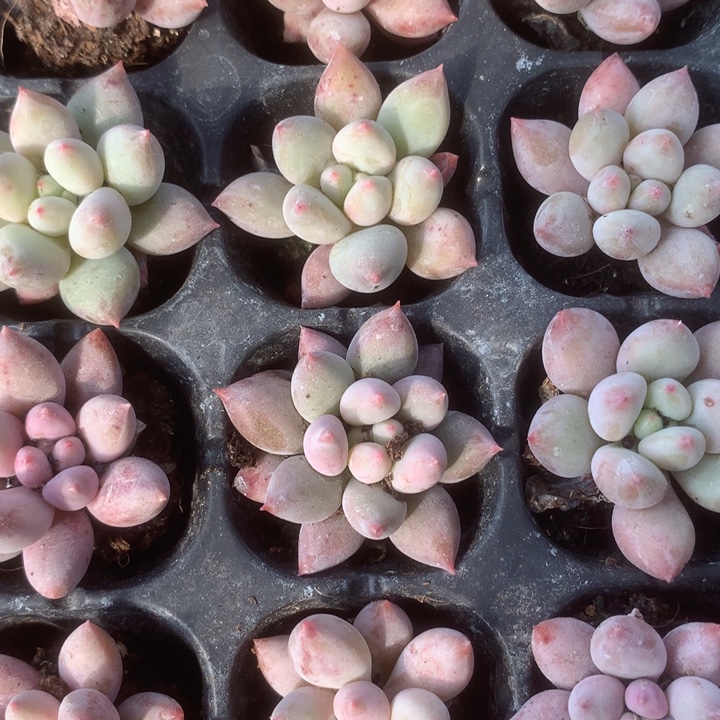 所罗门。5。夜魔侠5。